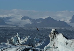 Ледниковая лагуна с айсбергами