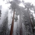 Sequoia национальный парк, Калифорния