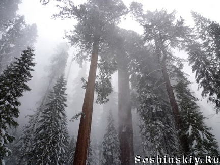 Sequoia национальный парк, Калифорния